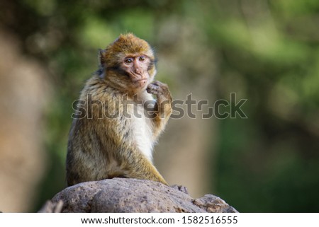 Barbary macaque - Macaca sylvanus also Barbary ape or magot, found in the Atlas Mountains of Algeria and Morocco along with a small population of uncertain origin in Gibraltar.