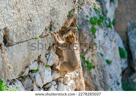 Barbary Macaque (Macaca Sylvanus) ape. Gibraltar, United Kingdom. Selective focus
