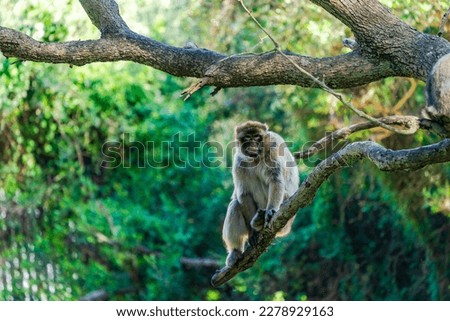 Barbary Macaque (Macaca Sylvanus) ape. Gibraltar, United Kingdom. Selective focus
