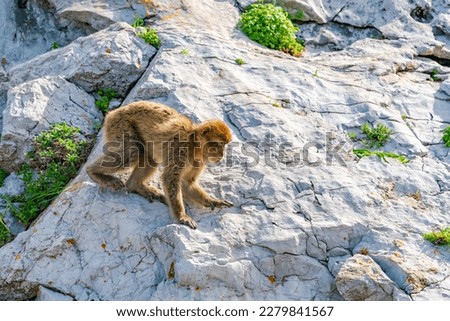 Barbary Macaque (Macaca Sylvanus) ape. Gibraltar, United Kingdom. Selective focus