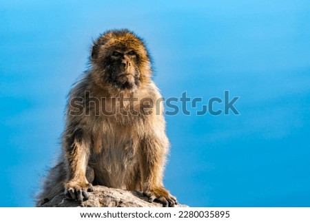 Barbary Macaque (Macaca Sylvanus) ape. Gibraltar, United Kingdom. Selective focus
