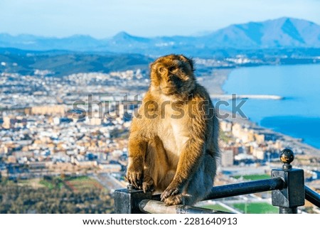 Barbary Macaque (Macaca Sylvanus) ape, Gibraltar, United Kingdom. Selective focus