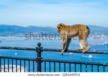 Barbary Macaque (Macaca Sylvanus) ape. Gibraltar, United Kingdom. Selective focus