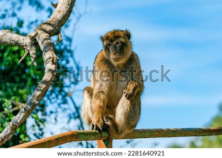 Barbary Macaque (Macaca Sylvanus) ape. Gibraltar, United Kingdom. Selective focus