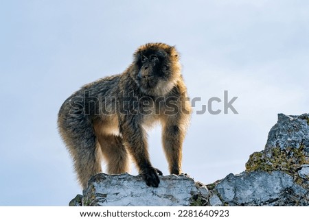 Barbary Macaque (Macaca Sylvanus) ape. Gibraltar, United Kingdom. Selective focus