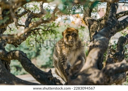 Barbary Macaque (Macaca Sylvanus) ape. Gibraltar, United Kingdom. Selective focus