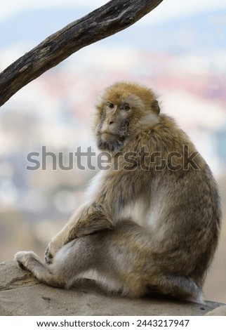 Barbary macaque (Macaca sylvanus or Barbary ape or magot) found in the Atlas Mountains of Algeria and Morocco along with a small population of uncertain origin in Gibraltar