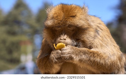 Barbary macaque or macaca sylvanus in Cedre Gouraud Forest, Atlas mountains in Morocco between Azrou and Ifrane. Tourist attraction. Feeding macaques by tourists. Macaque eating banana. Close-up view.