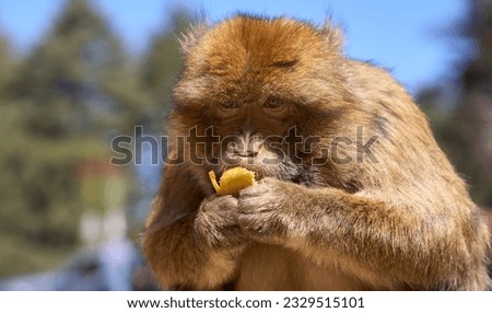 Barbary macaque or macaca sylvanus in Cedre Gouraud Forest, Atlas mountains in Morocco between Azrou and Ifrane. Tourist attraction. Feeding macaques by tourists. Macaque eating banana. Close-up view.