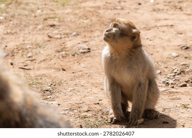 Barbary macaque (Macaca sylvanus) Cèdre Gouraud Forest, Morocco