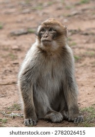 Barbary macaque (Macaca sylvanus) Cèdre Gouraud Forest, Morocco