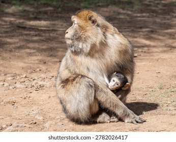 Barbary macaque (Macaca sylvanus) Cèdre Gouraud Forest, Morocco
