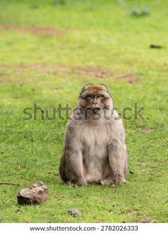 Barbary macaque (Macaca sylvanus) Cèdre Gouraud Forest, Morocco
