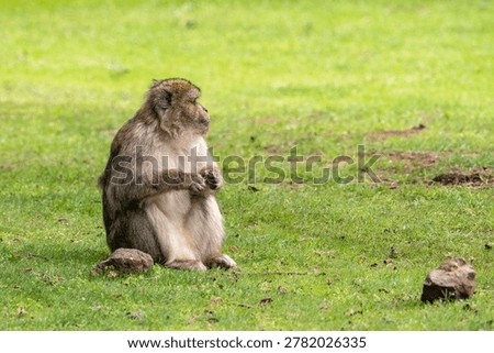 Barbary macaque (Macaca sylvanus) Cèdre Gouraud Forest, Morocco