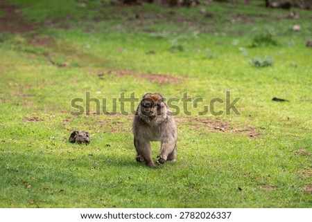 Barbary macaque (Macaca sylvanus) Cèdre Gouraud Forest, Morocco