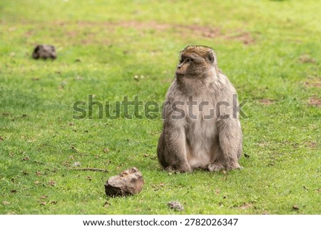Barbary macaque (Macaca sylvanus) Cèdre Gouraud Forest, Morocco