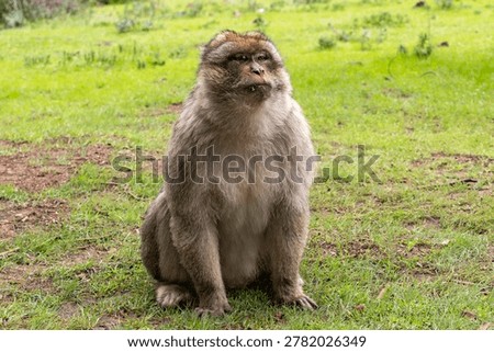 Barbary macaque (Macaca sylvanus) Cèdre Gouraud Forest, Morocco