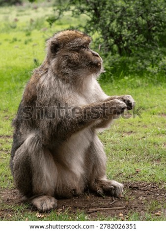 Barbary macaque (Macaca sylvanus) Cèdre Gouraud Forest, Morocco
