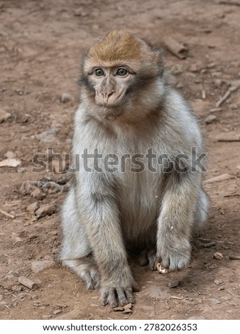 Barbary macaque (Macaca sylvanus) Cèdre Gouraud Forest, Morocco