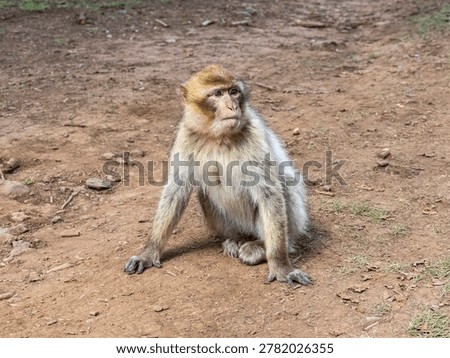 Barbary macaque (Macaca sylvanus) Cèdre Gouraud Forest, Morocco