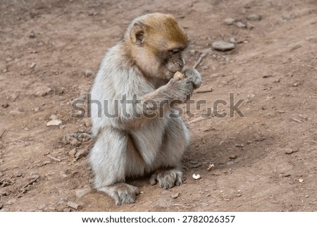 Barbary macaque (Macaca sylvanus) Cèdre Gouraud Forest, Morocco