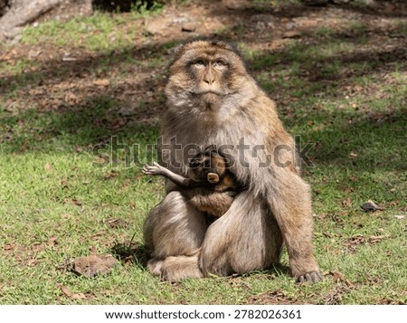Barbary macaque (Macaca sylvanus) Cèdre Gouraud Forest, Morocco