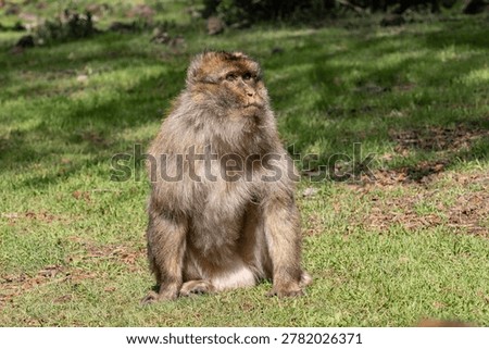 Barbary macaque (Macaca sylvanus) Cèdre Gouraud Forest, Morocco