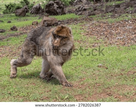 Barbary macaque (Macaca sylvanus) Cèdre Gouraud Forest, Morocco
