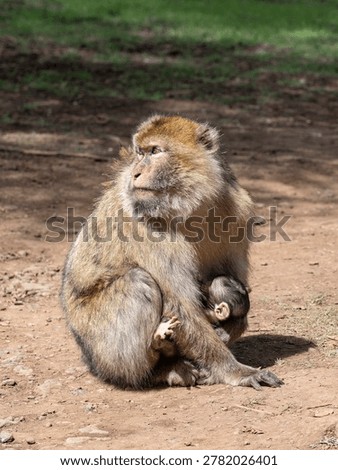 Barbary macaque (Macaca sylvanus) Cèdre Gouraud Forest, Morocco