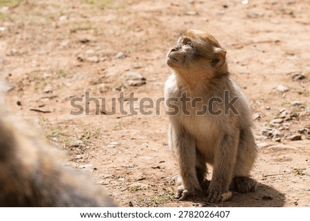 Barbary macaque (Macaca sylvanus) Cèdre Gouraud Forest, Morocco