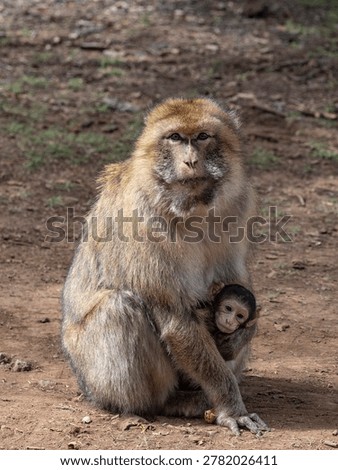 Barbary macaque (Macaca sylvanus) Cèdre Gouraud Forest, Morocco