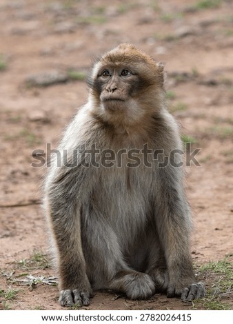 Barbary macaque (Macaca sylvanus) Cèdre Gouraud Forest, Morocco