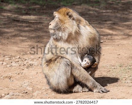 Barbary macaque (Macaca sylvanus) Cèdre Gouraud Forest, Morocco