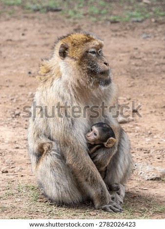 Barbary macaque (Macaca sylvanus) Cèdre Gouraud Forest, Morocco