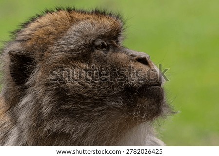 Barbary macaque (Macaca sylvanus) Cèdre Gouraud Forest, Morocco