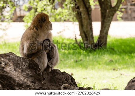 Barbary macaque (Macaca sylvanus) Cèdre Gouraud Forest, Morocco