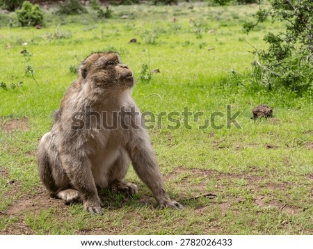Barbary macaque (Macaca sylvanus) Cèdre Gouraud Forest, Morocco