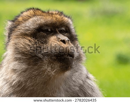 Barbary macaque (Macaca sylvanus) Cèdre Gouraud Forest, Morocco
