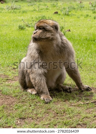 Barbary macaque (Macaca sylvanus) Cèdre Gouraud Forest, Morocco