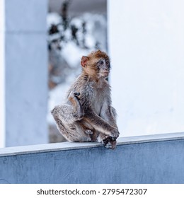 Barbary macaque (Macaca sylvanus), also known as the tailless macaque. Monkey sitting on a ledge in an urban area.