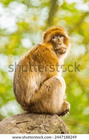 Barbary macaque (Macaca sylvanus), also known as Barbary ape.