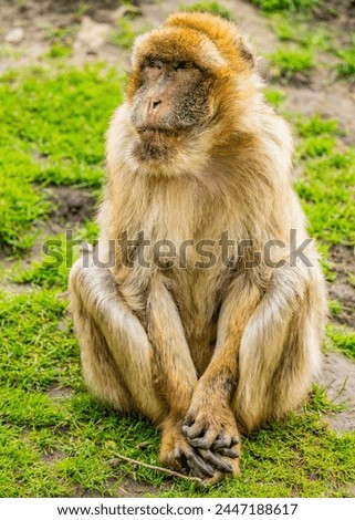 Barbary macaque (Macaca sylvanus), also known as Barbary ape.