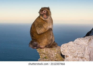 Barbary macaque, Macaca sylvanus, on Gibraltar rock. These monkeys are the only wild primates in Europe.