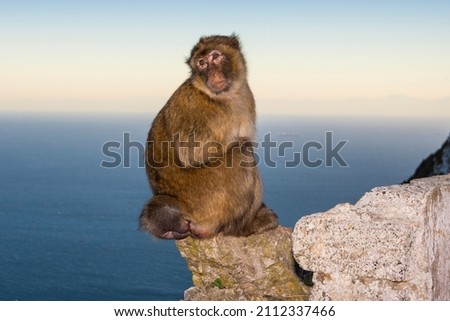 Barbary macaque, Macaca sylvanus, on Gibraltar rock. These monkeys are the only wild primates in Europe.