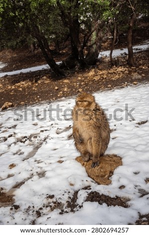 Barbary macaque (Macaca sylvanus) on a rock in the snow in the Atlas Mountains of Morocco