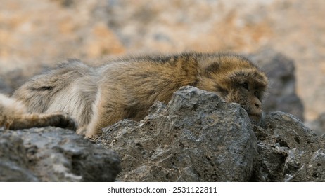 A Barbary macaque (Macaca sylvanus) resting on a rock, displaying a relaxed posture while surrounded by a natural landscape.