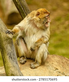 barbary macaque (Macaca sylvanus) sitting yelling