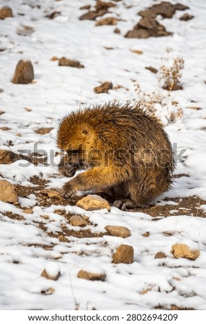 Barbary macaque (Macaca sylvanus) in the snow in the Atlas Mountains of Morocco