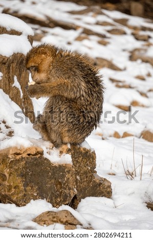 Barbary macaque (Macaca sylvanus) in the snow in the Atlas Mountains of Morocco