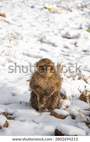 Barbary macaque (Macaca sylvanus) in the snow in the Atlas Mountains of Morocco